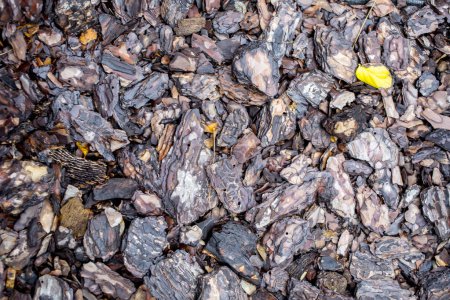 Photo for Cortex or wood chip background texture with small chips of natural wood in the garden - Royalty Free Image