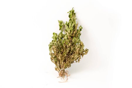 Photo for Bundle of dried mint on a white background - Royalty Free Image