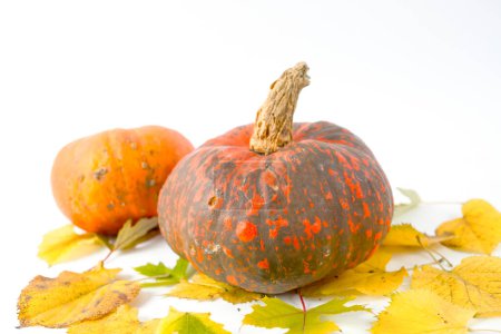 Photo for Pumpkins. Japanese pumpkins. On a white background - Royalty Free Image