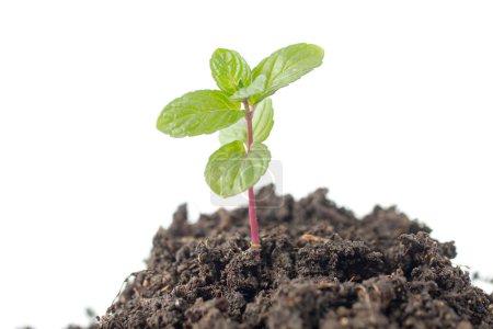 Téléchargez les photos : Vue de la nouvelle menthe (Mentha) plante sur le jardin sur fond blanc - en image libre de droit