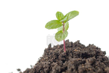 Téléchargez les photos : Vue de la nouvelle menthe (Mentha) plante sur le jardin sur fond blanc - en image libre de droit