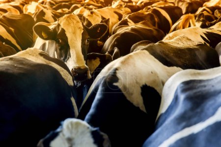 Téléchargez les photos : Groupe de vaches laitières à la ferme - en image libre de droit