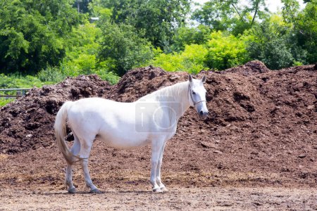 Foto de Hermoso caballo blanco en el campo - Imagen libre de derechos