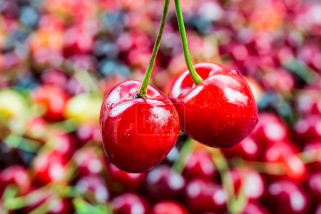 Photo for Fresh sweet natural cherries - Royalty Free Image