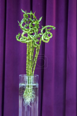 Téléchargez les photos : Bambou vert décoratif sur fond violet - en image libre de droit