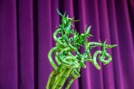 Photo for Decorative green bamboo on purple background - Royalty Free Image
