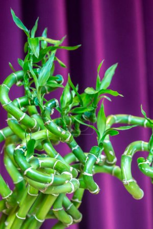 Téléchargez les photos : Bambou vert décoratif sur fond violet - en image libre de droit