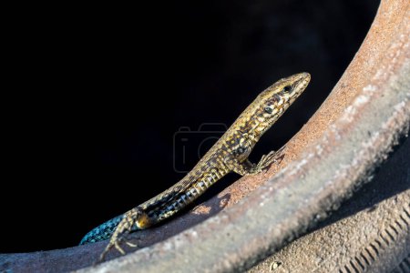Photo for A common wall lizard (podarcis muralis) basking in the sun. - Royalty Free Image