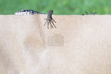 Téléchargez les photos : Un lézard commun (podarcis muralis) se prélassant au soleil
. - en image libre de droit
