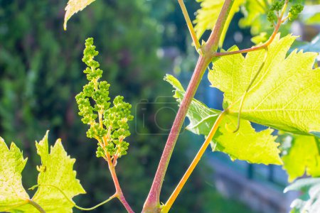 Photo for Young branches of grapes on the nature - Royalty Free Image