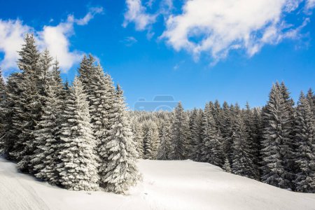 Photo for Beautiful winter landscape with snow covered trees - Royalty Free Image