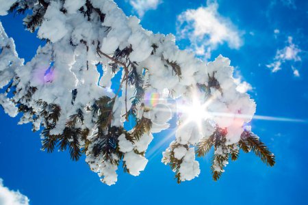 Foto de Ramas de abeto cubiertas de nieve contra el cielo azul con los rayos del sol fondo de invierno - Imagen libre de derechos
