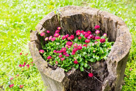 Téléchargez les photos : De belles fleurs de pétunia poussent sur une souche, décoration de jardin - en image libre de droit