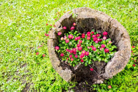Foto de Hermosas flores Petunia crecen en un tocón, decoración del jardín - Imagen libre de derechos