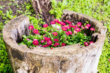 Foto de Hermosas flores Petunia crecen en un tocón, decoración del jardín - Imagen libre de derechos