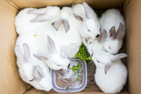 Foto de Conejos blancos en una caja - Imagen libre de derechos