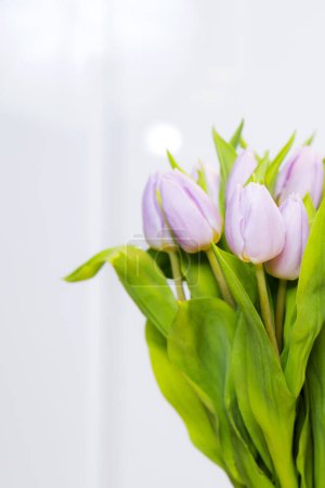 Téléchargez les photos : Tulipes violettes sur fond blanc - en image libre de droit
