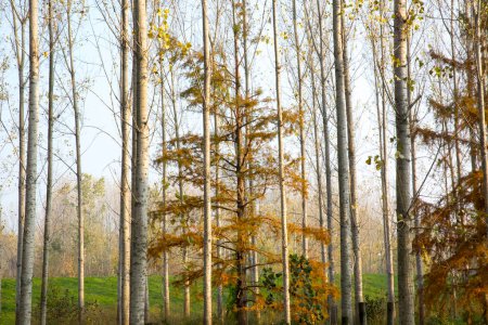 Téléchargez les photos : Beau paysage d'automne avec arbres et forêt - en image libre de droit