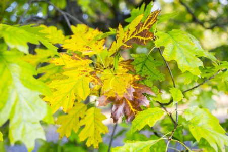Foto de Hojas de otoño en el árbol en el bosque - Imagen libre de derechos