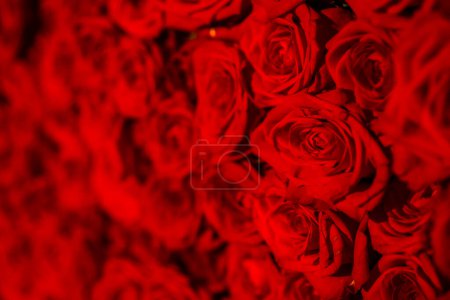 Photo for Red natural roses background - Royalty Free Image
