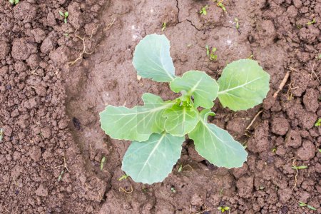 Photo for Young cabbage growing in the field - Royalty Free Image