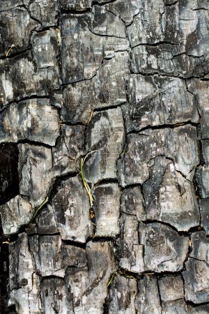 Photo for Background of burnt wood texture - Royalty Free Image