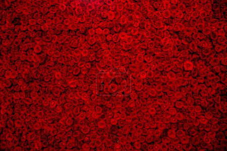 Photo for Red natural roses background - Royalty Free Image