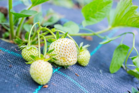 Photo for Red and green strawberries amid leaves - Royalty Free Image