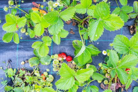 Photo for Red and green strawberries amid leaves - Royalty Free Image