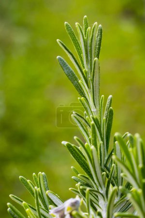 Photo for Blossoming Rosemary plant in field - Royalty Free Image