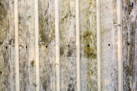 Téléchargez les photos : Texture de l'écorce bois utilisation comme fond naturel - en image libre de droit
