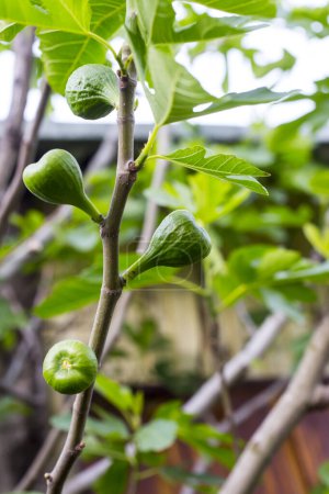 Photo for View to fresh figs at the tree with green leaves. - Royalty Free Image