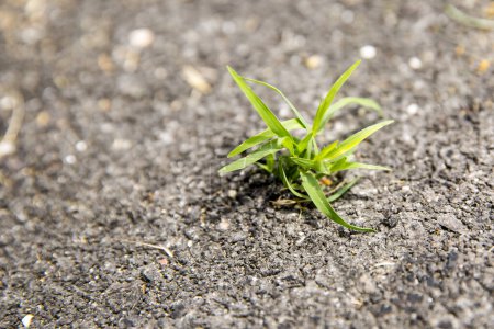 Photo for Grass and broken asphalt. Damaged road surface and grass growing out of the cracks - Royalty Free Image
