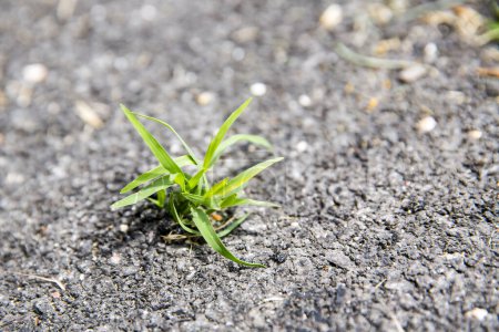 Photo for Grass and broken asphalt. Damaged road surface and grass growing out of the cracks - Royalty Free Image