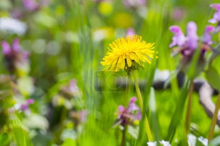 Photo for The wild bees pollinating yellow dandelions on a green meadow in spring in the village garden. - Royalty Free Image