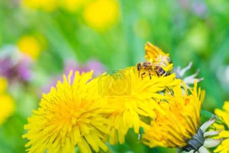 Foto de Las abejas silvestres polinizan los dientes de león amarillos en un prado verde en primavera en el jardín del pueblo. - Imagen libre de derechos