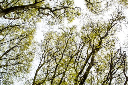 Téléchargez les photos : Branches d'arbres détaillées au printemps - en image libre de droit
