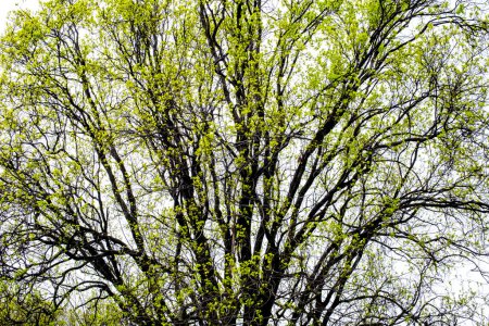 Téléchargez les photos : Belles feuilles vertes sous un ciel lumineux - en image libre de droit