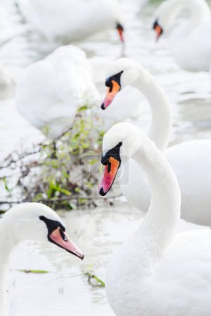 Téléchargez les photos : Oiseaux cygnes nageant dans la rivière - en image libre de droit