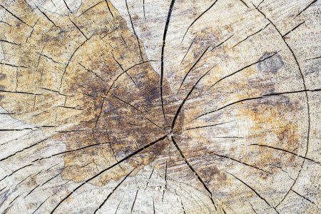 Téléchargez les photos : Texture fond de souche d'arbre - en image libre de droit