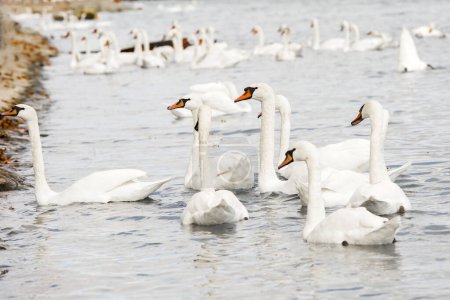 Foto de Hermosos cisnes blancos en el río - Imagen libre de derechos