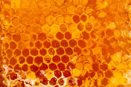 Photo for Honey beehive background texture - Royalty Free Image