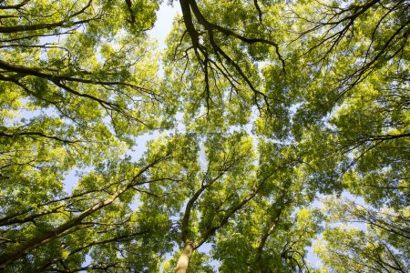 Téléchargez les photos : La lumière du soleil dans les arbres de la forêt verte d'été - en image libre de droit