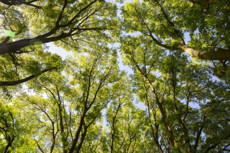 Foto de La luz del sol en los árboles del verde bosque de verano - Imagen libre de derechos