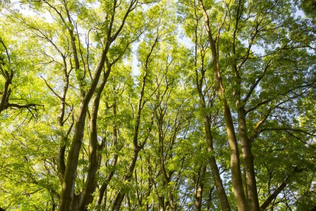 Téléchargez les photos : La lumière du soleil dans les arbres de la forêt verte d'été - en image libre de droit