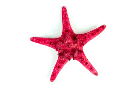 Foto de Estrella de mar roja aislada sobre fondo blanco - Imagen libre de derechos