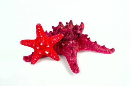 Foto de Estrellas de mar rojas aisladas sobre fondo blanco - Imagen libre de derechos