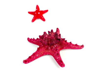 Foto de Estrellas de mar rojas aisladas sobre fondo blanco - Imagen libre de derechos