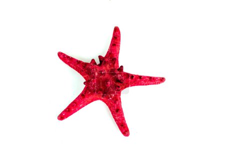 Téléchargez les photos : Étoile de mer rouge isolée sur fond blanc - en image libre de droit
