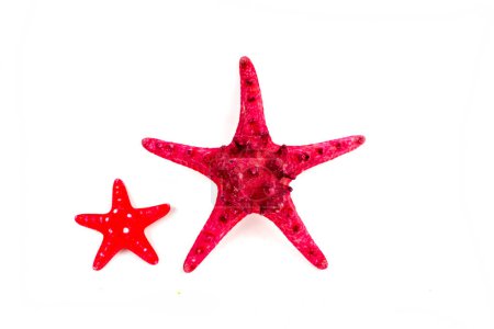 Photo for Red sea stars isolated on white background - Royalty Free Image